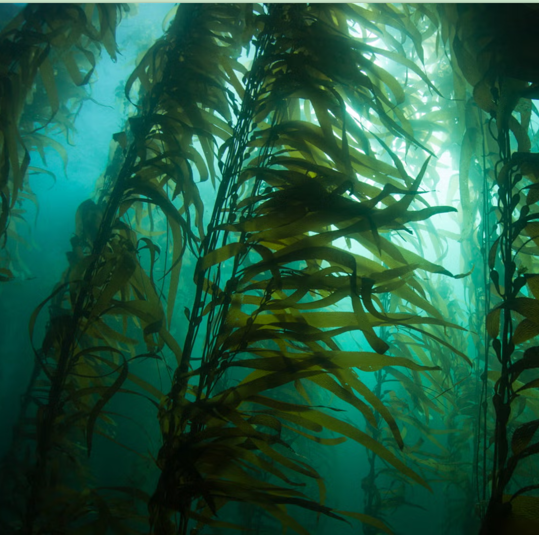 Morske alge – naravna učinkovina v GUAM kozmetiki proti celulitu in staranju kože